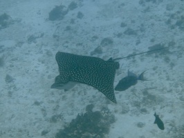 Eagle Ray IMG 9235